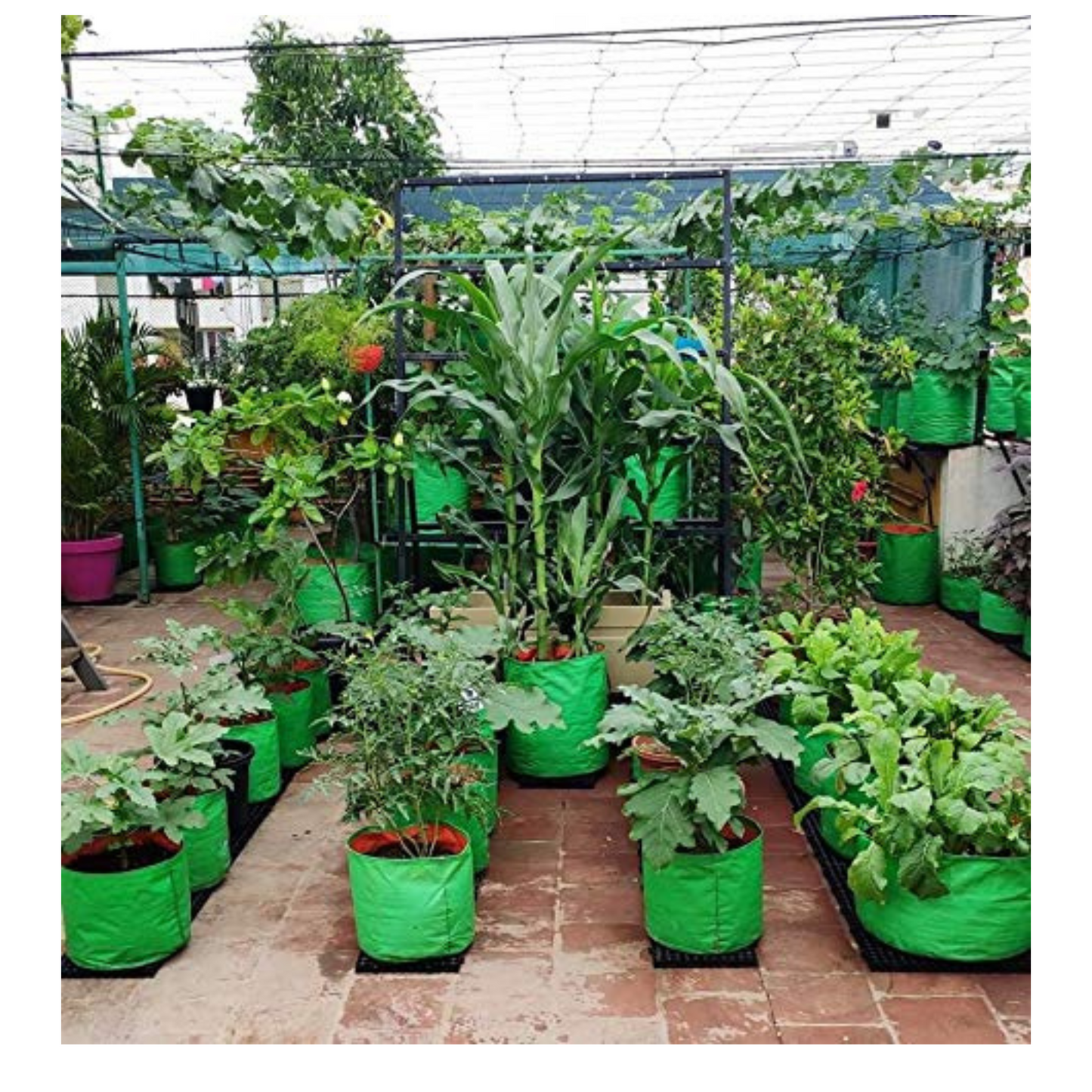 "Raj Royal Heavy Duty HDPE UV Stabilized Plant Grow Bags 12 x 12 inch, 260 GSM Strong, Home Gardening / Terrace And Balcony Gardening Leafy Vegetable Planting Pots, Plant Bags (Pack of 5)"
