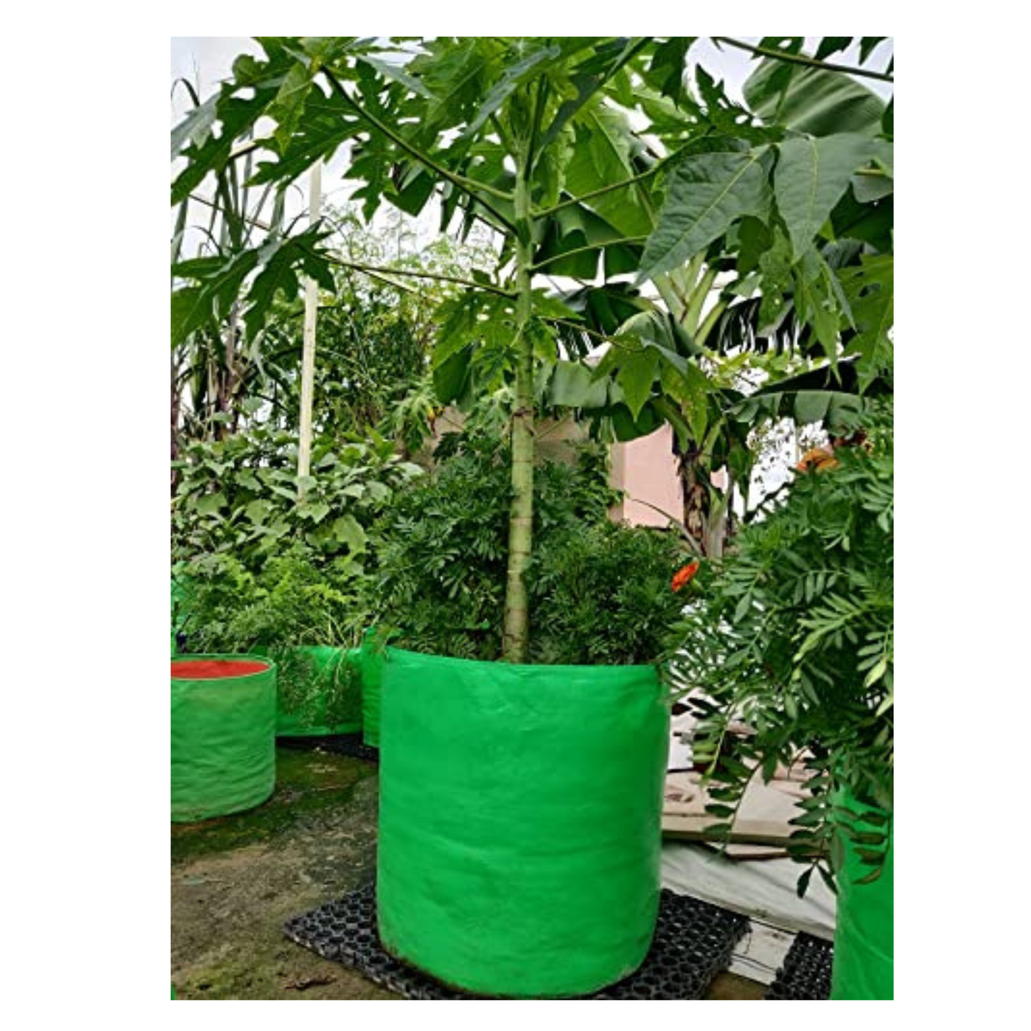 "Raj Royal Heavy Duty HDPE UV Stabilized Plant Grow Bags 12 x 12 inch, 260 GSM Strong, Home Gardening / Terrace And Balcony Gardening Leafy Vegetable Planting Pots, Plant Bags (Pack of 5)"