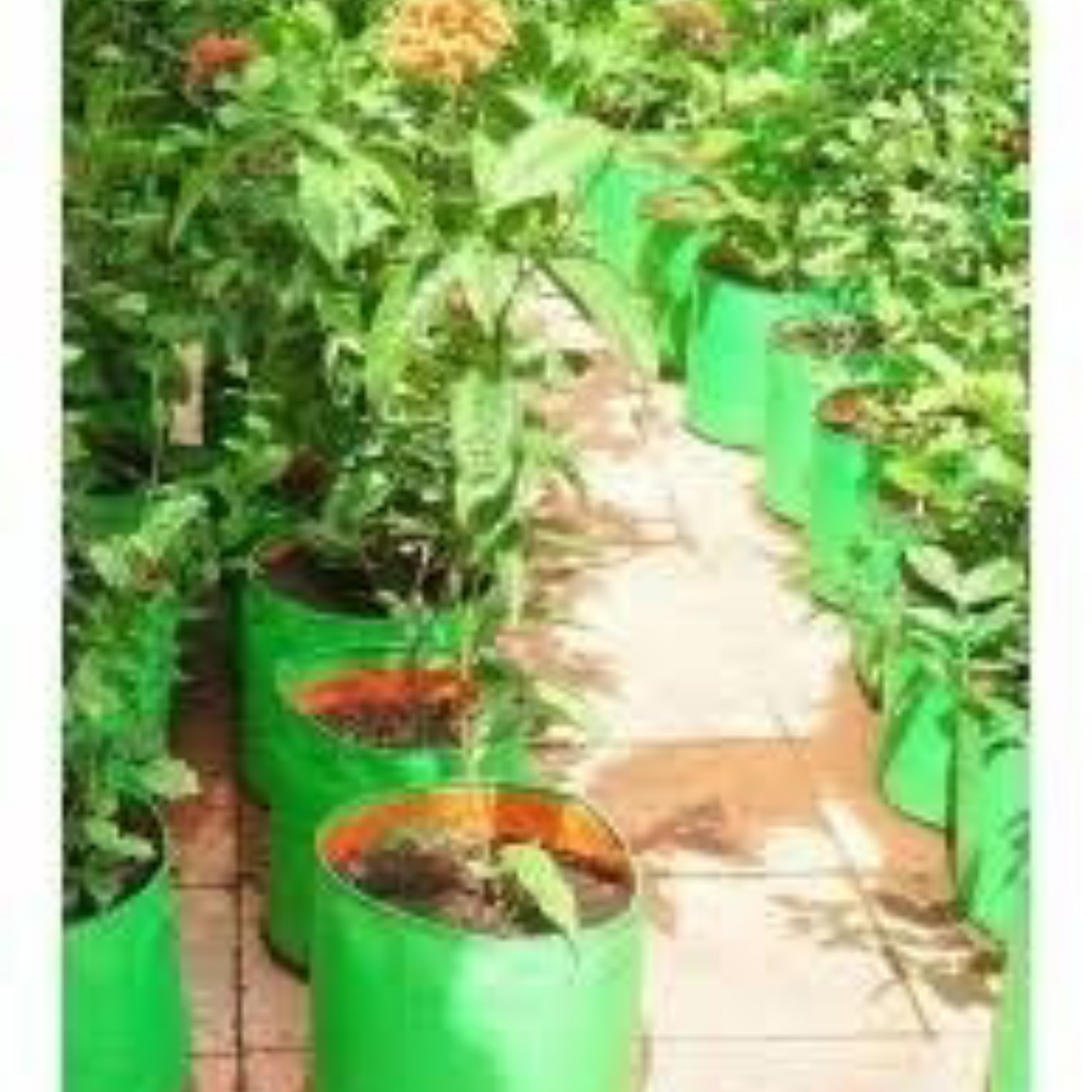 "Raj Royal Heavy Duty HDPE UV Stabilized Plant Grow Bags 12 x 12 inch, 260 GSM Strong, Home Gardening / Terrace And Balcony Gardening Leafy Vegetable Planting Pots, Plant Bags (Pack of 5)"