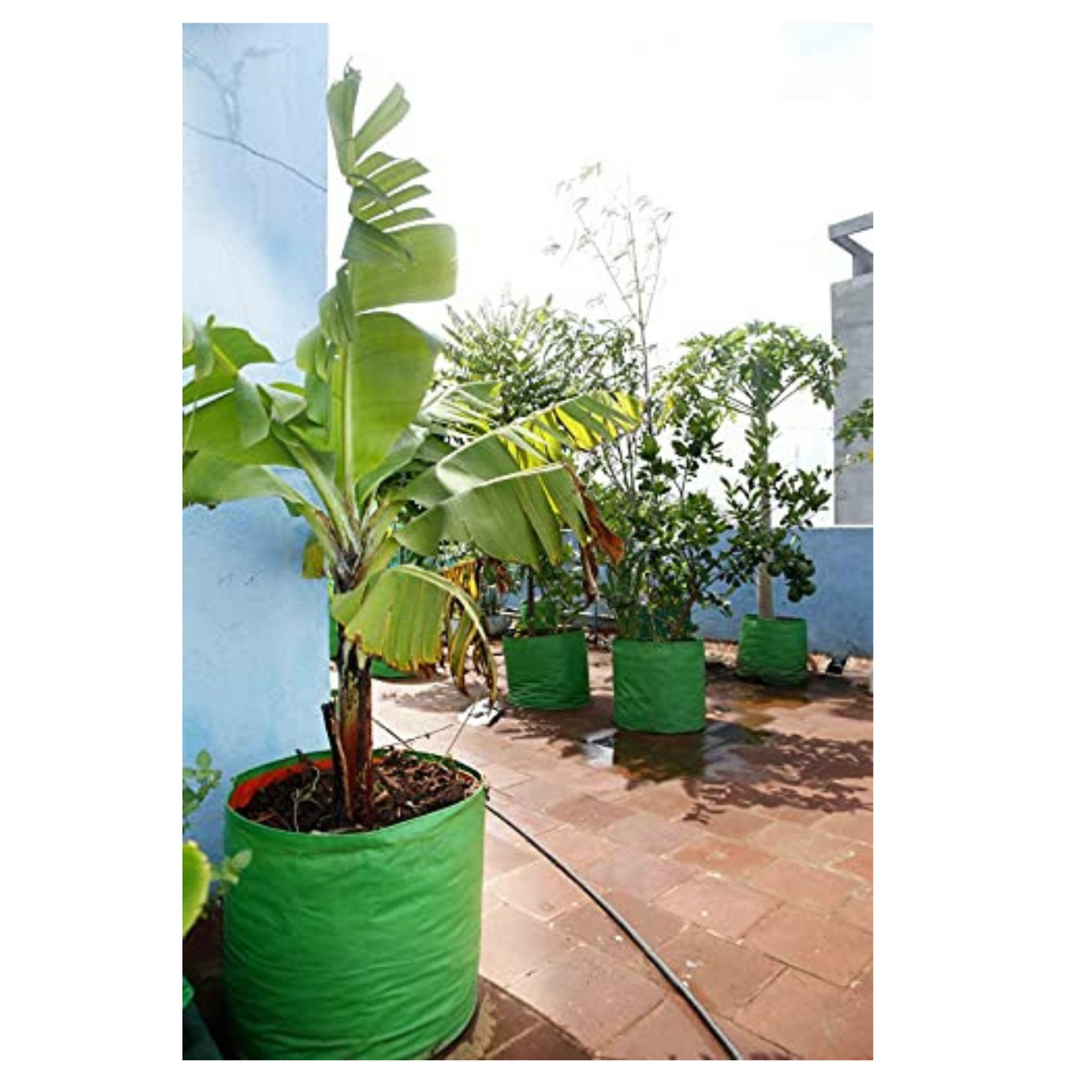"Raj Royal Heavy Duty HDPE UV Stabilized Plant Grow Bags 12 x 12 inch, 260 GSM Strong, Home Gardening / Terrace And Balcony Gardening Leafy Vegetable Planting Pots, Plant Bags (Pack of 5)"