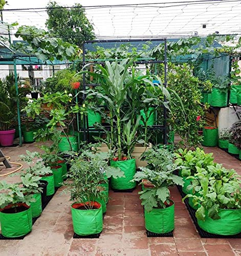 "Raj Royal Heavy Duty HDPE UV Stabilized Plant Grow Bags 9x9 inch, 260 GSM Strong,  Home Gardening / Terrace And Balcony Gardening Leafy Vegetable Planting Pots, Plant Bags  (Pack of 10)"