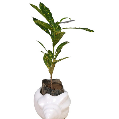 RAJ ROYAL Ceramic Shank Shape Flower Pot Decorative Planter for Living Room Balcony Garden Home (White)